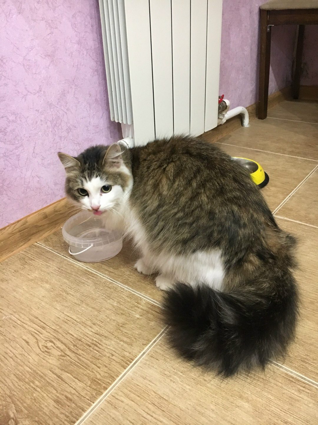 Lost Cat in Derby, England — listing photo