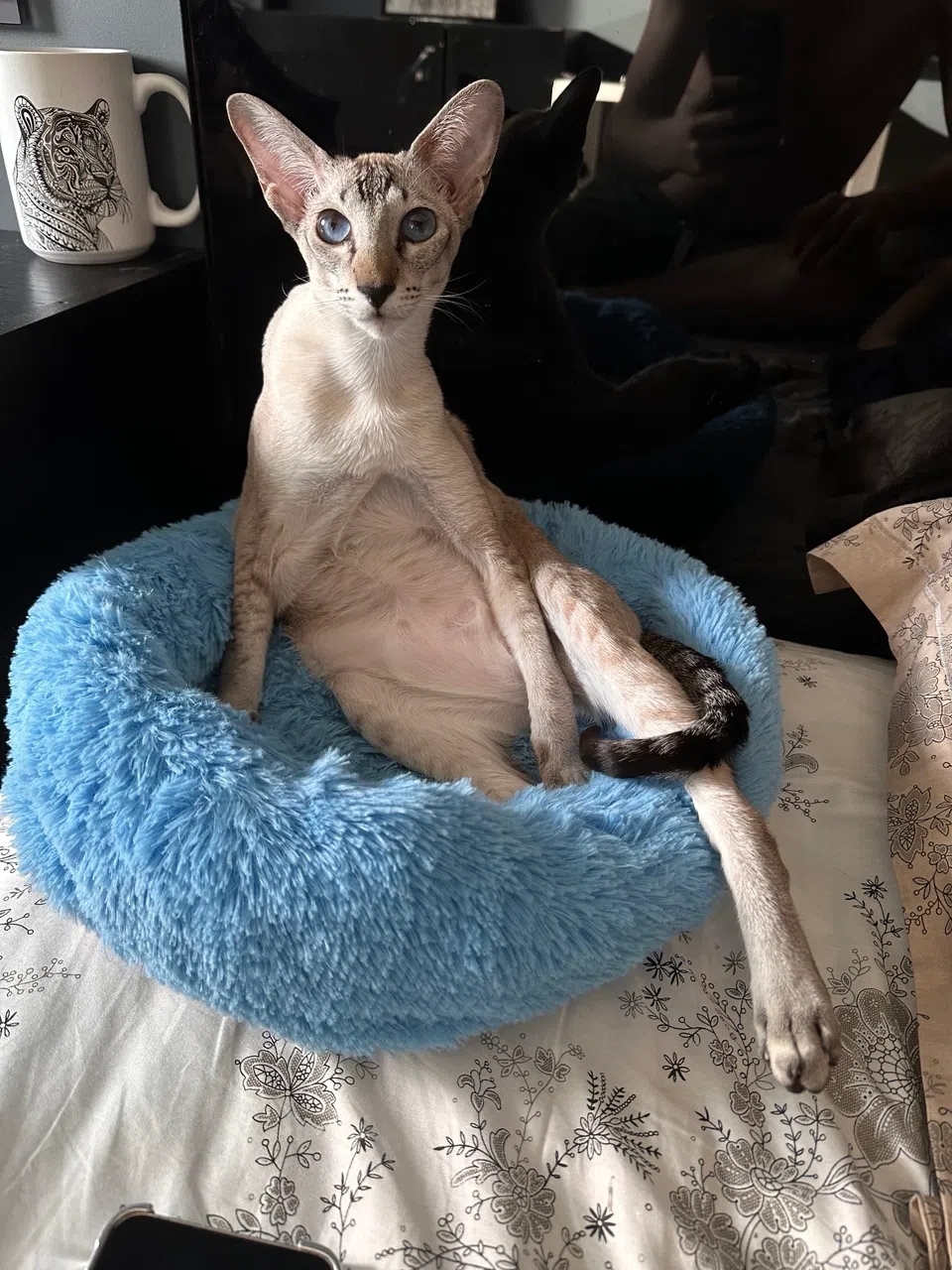 Lost Cat in Aberdeen, Scotland — listing photo