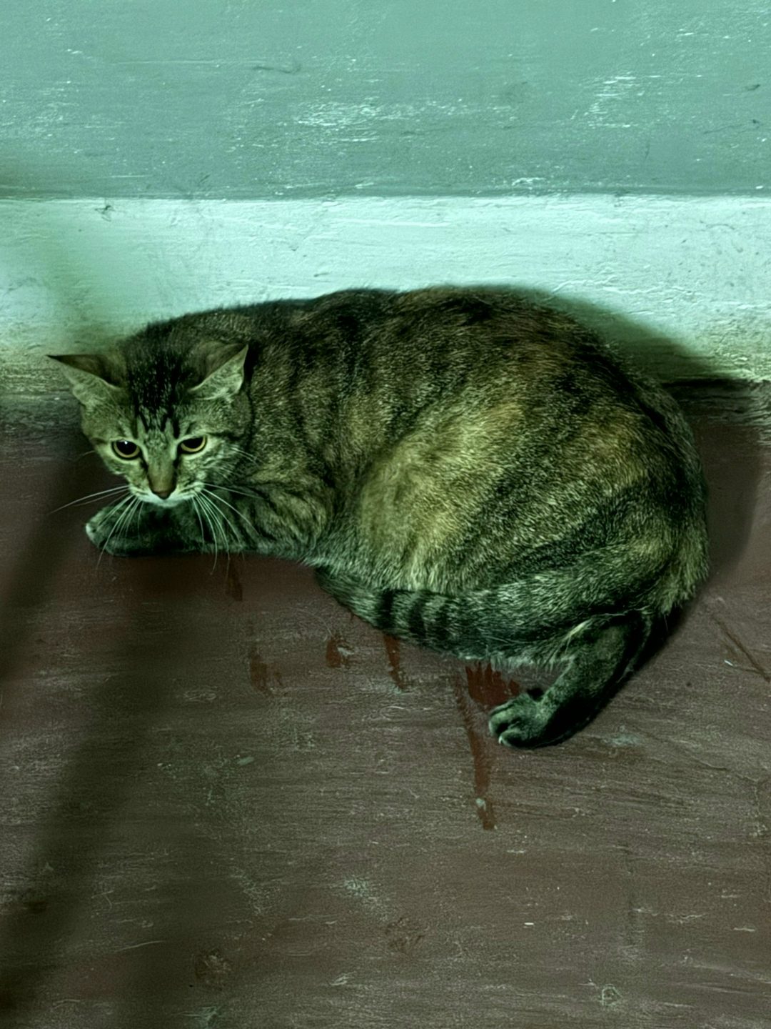 Found Cat in Brighton, England — listing photo