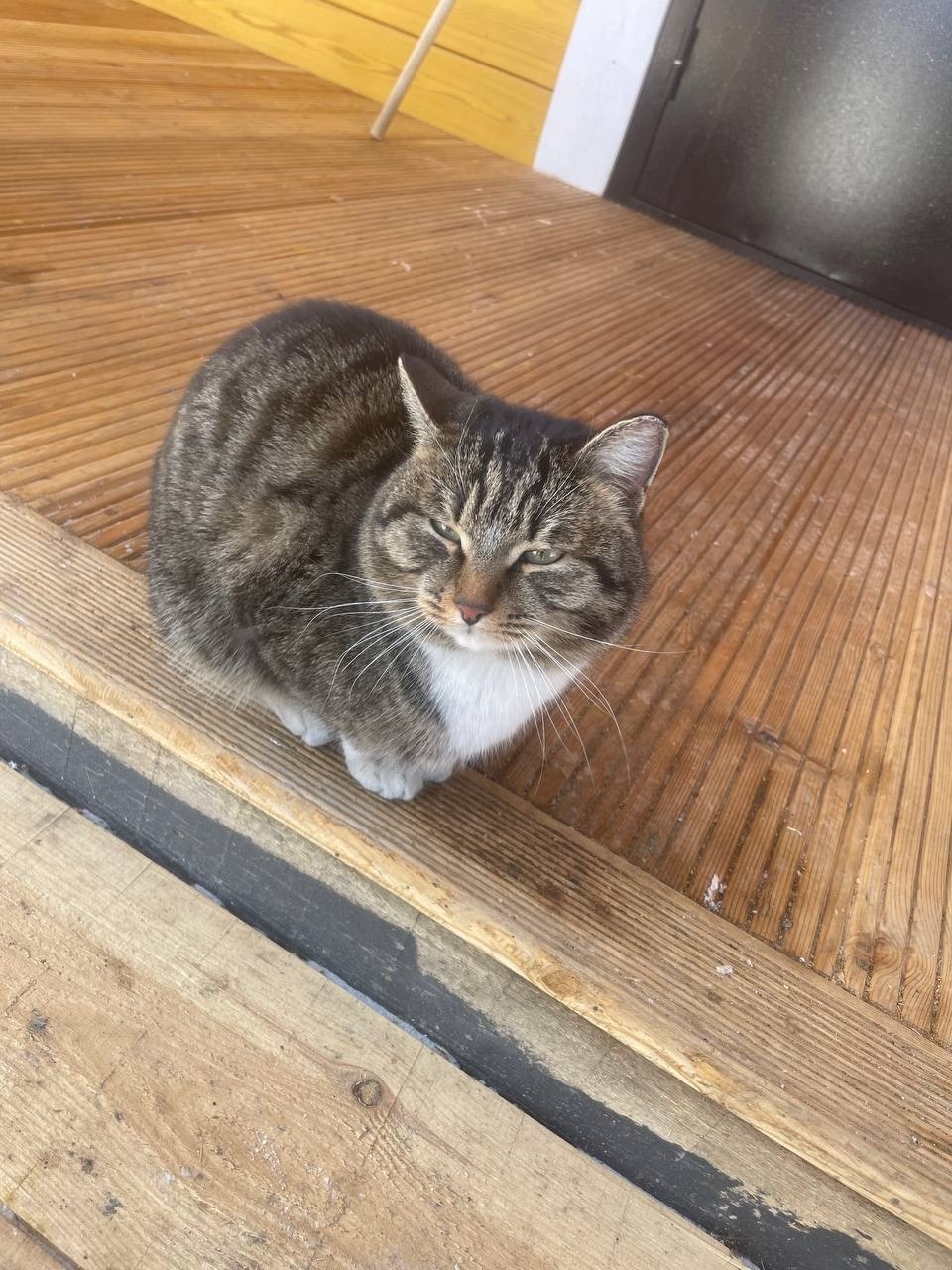 Found Cat in Cardiff, Wales — listing photo