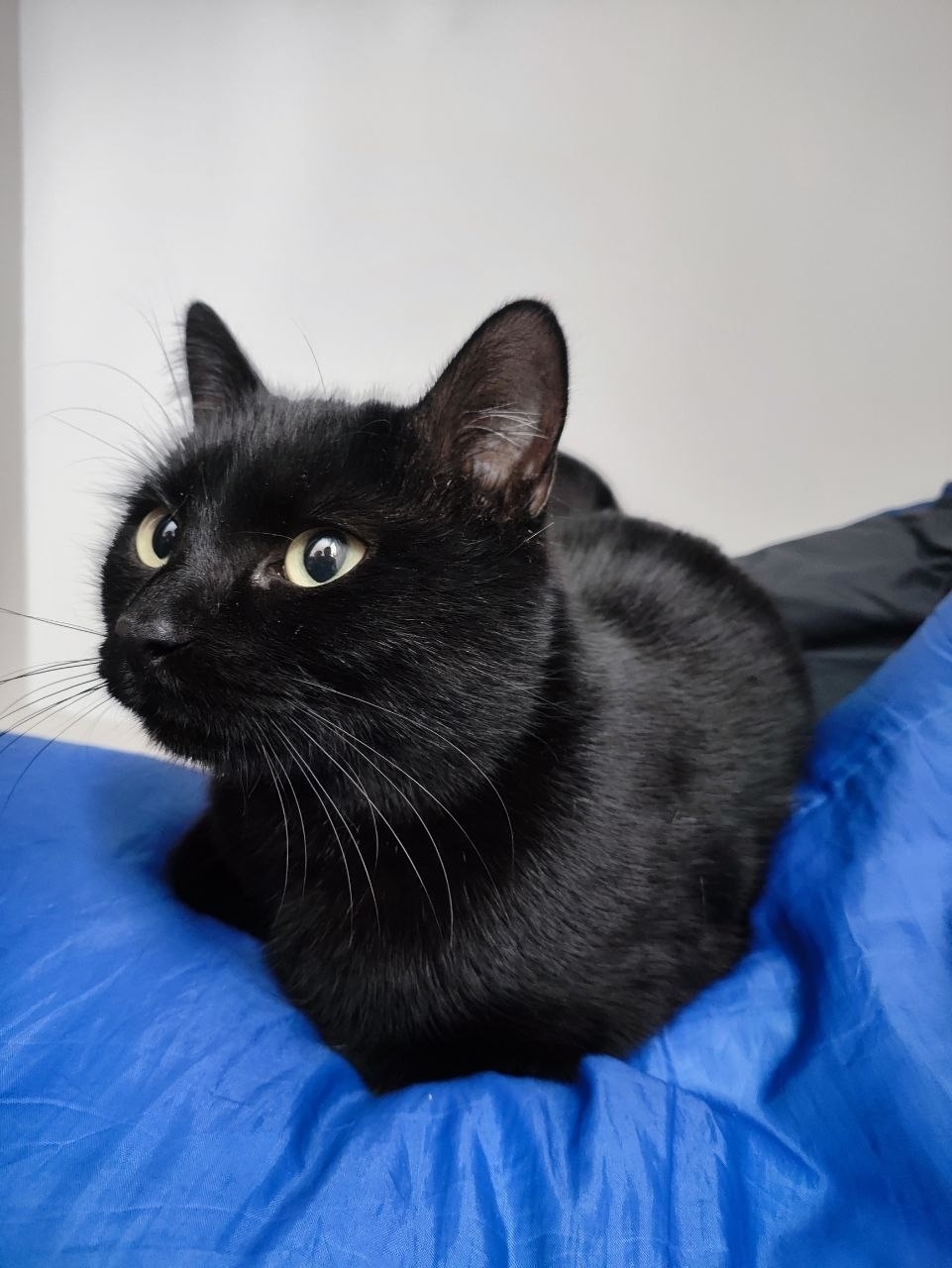 Found Cat in York, England — listing photo
