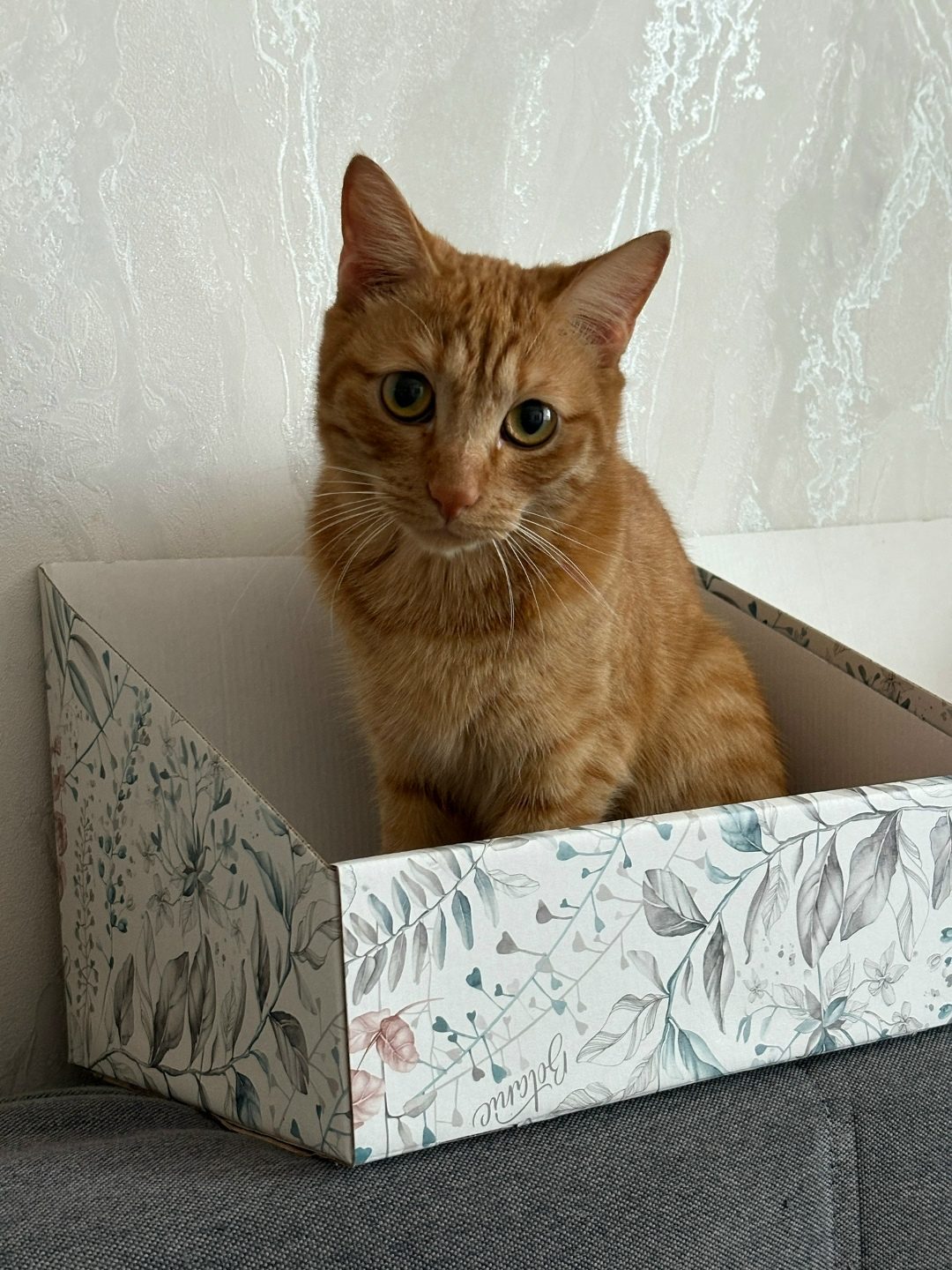 Found Cat in Derby, England — listing photo