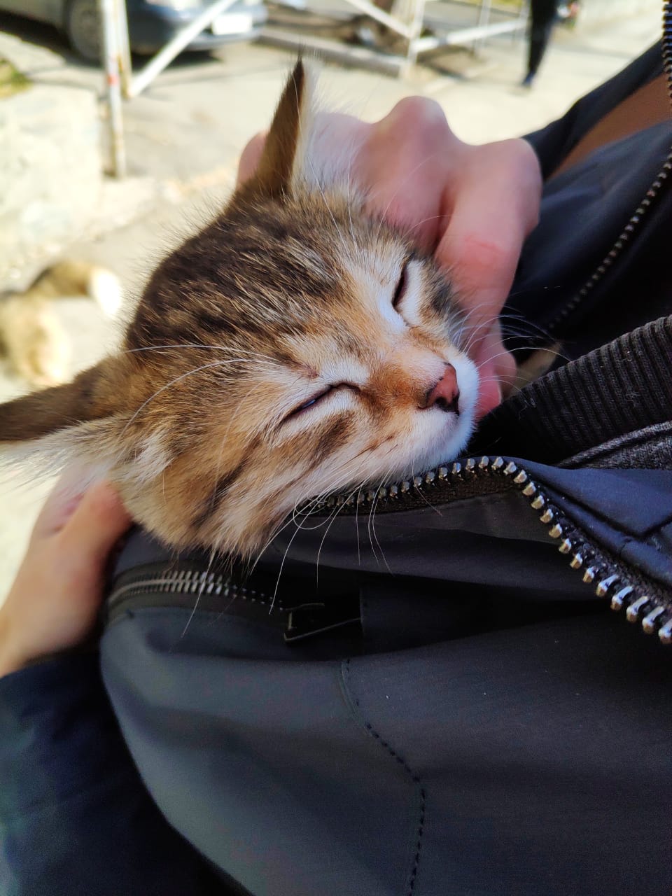 Found Cat in Coventry, England — listing photo