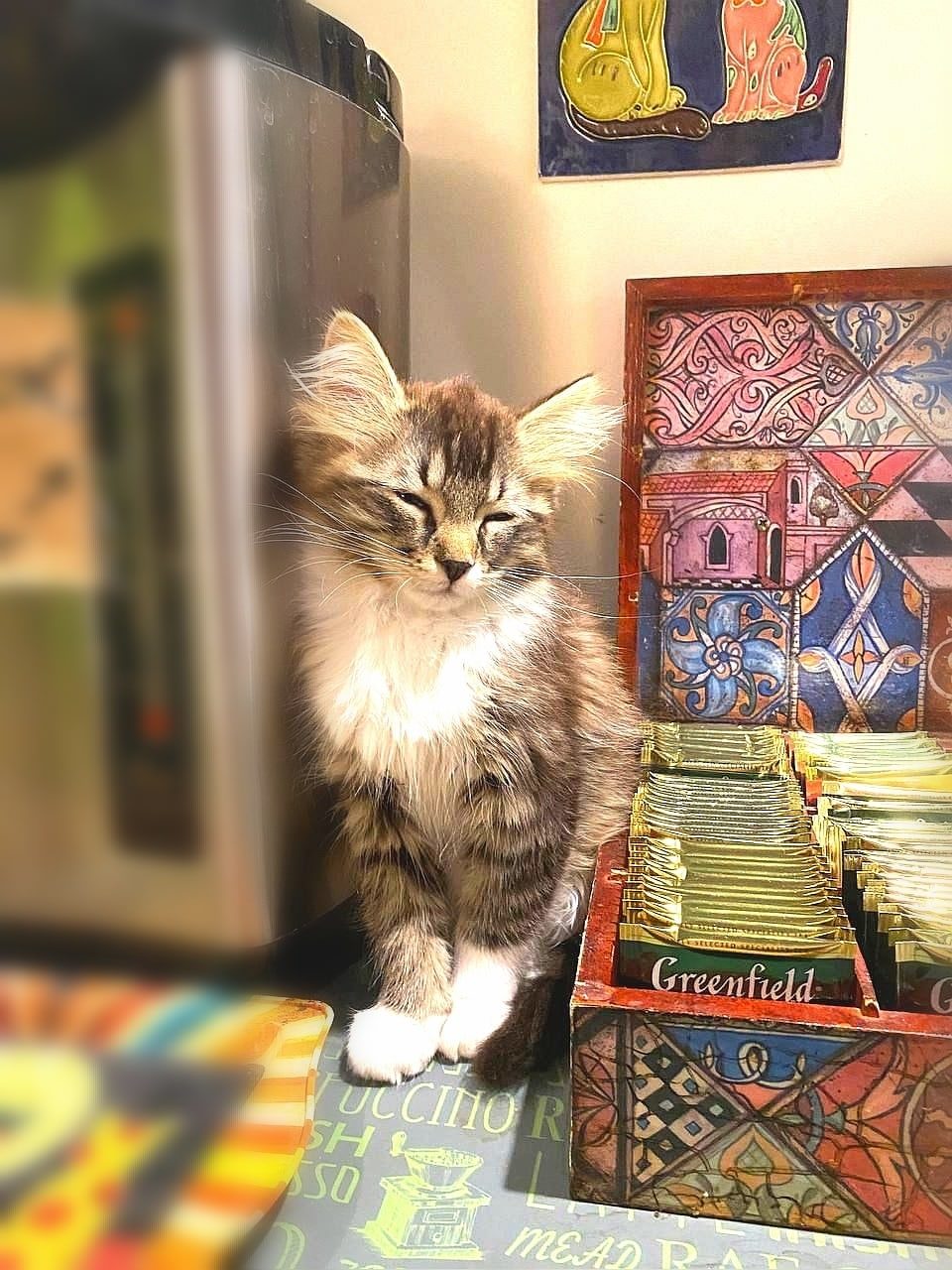 Found Cat in Cardiff, Wales — listing photo