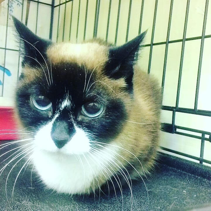Found Cat in Stoke-on-Trent, England — Cat found safe