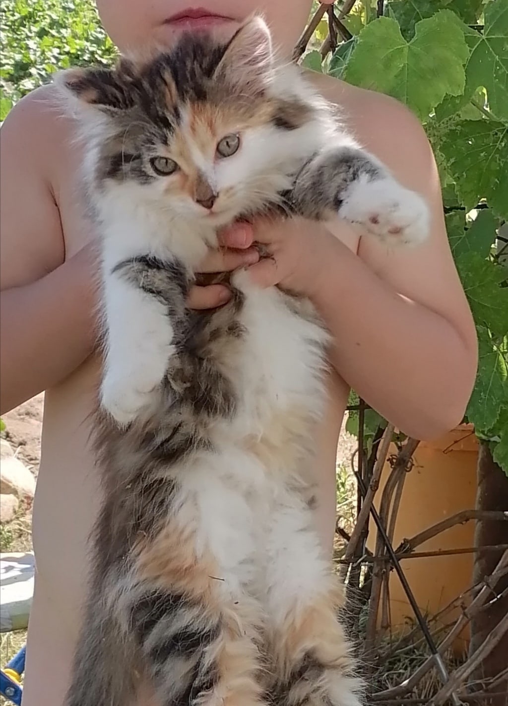 Lost Cat in Brighton, England — listing photo