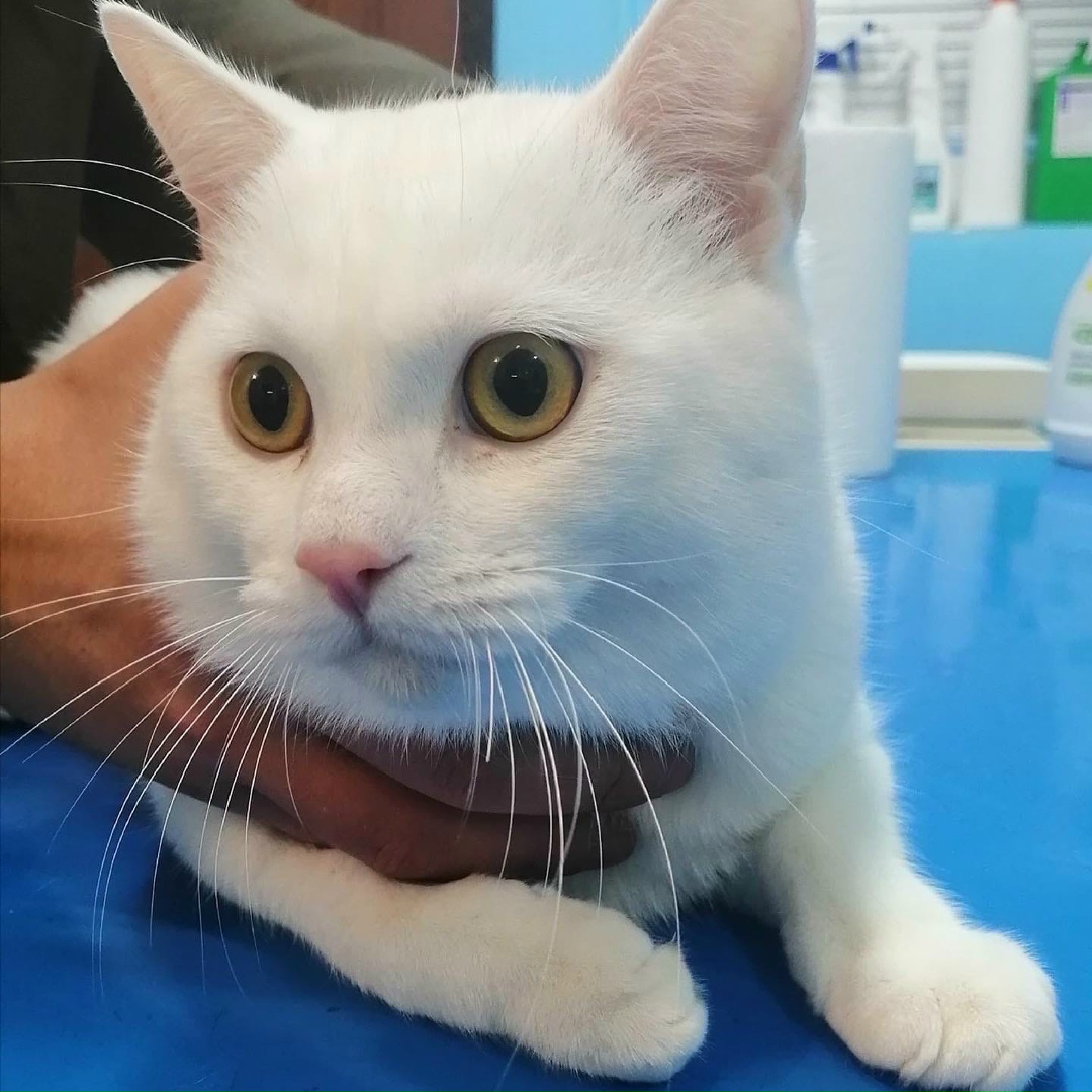 Found Cat in Newcastle upon Tyne, England — listing photo