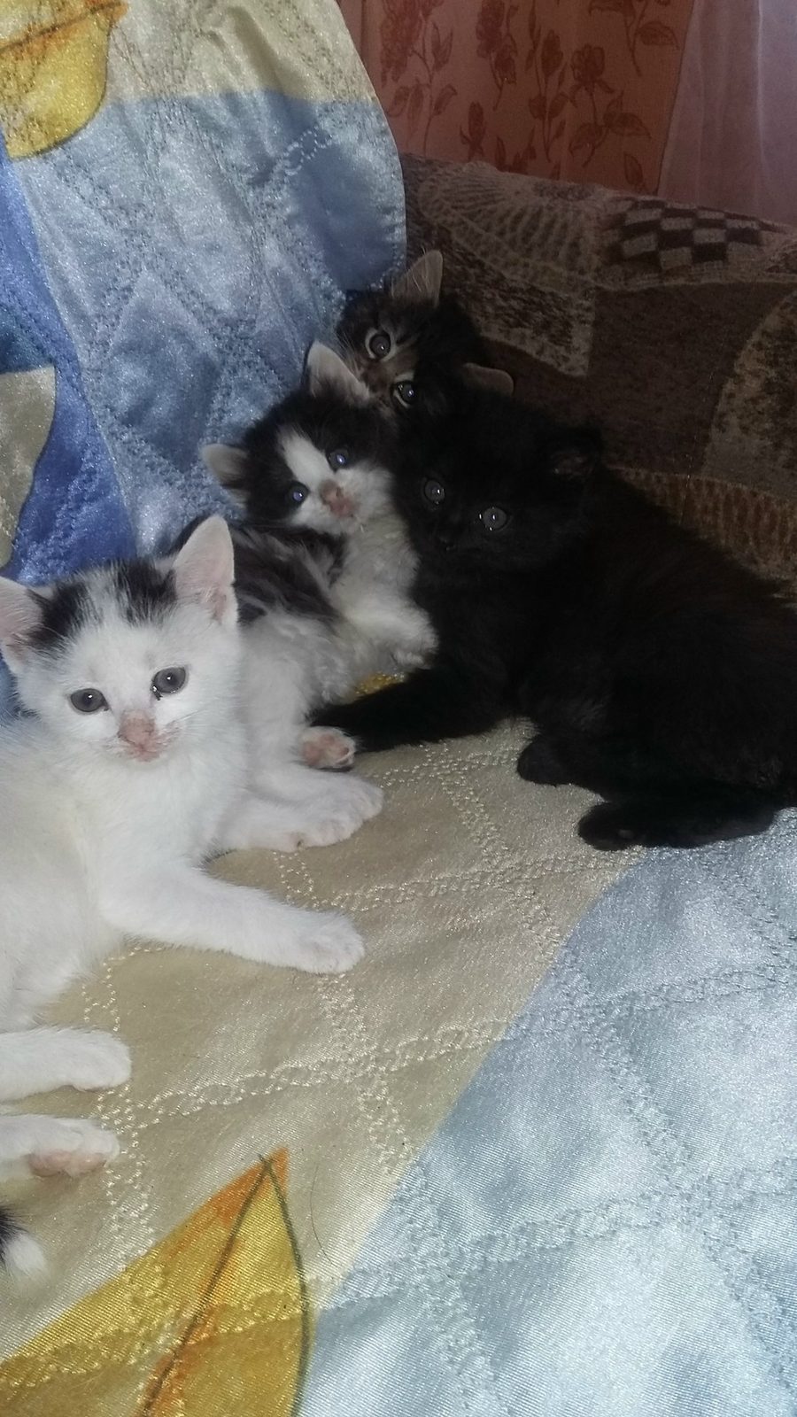 Found Cat in Aberdeen, Scotland — listing photo