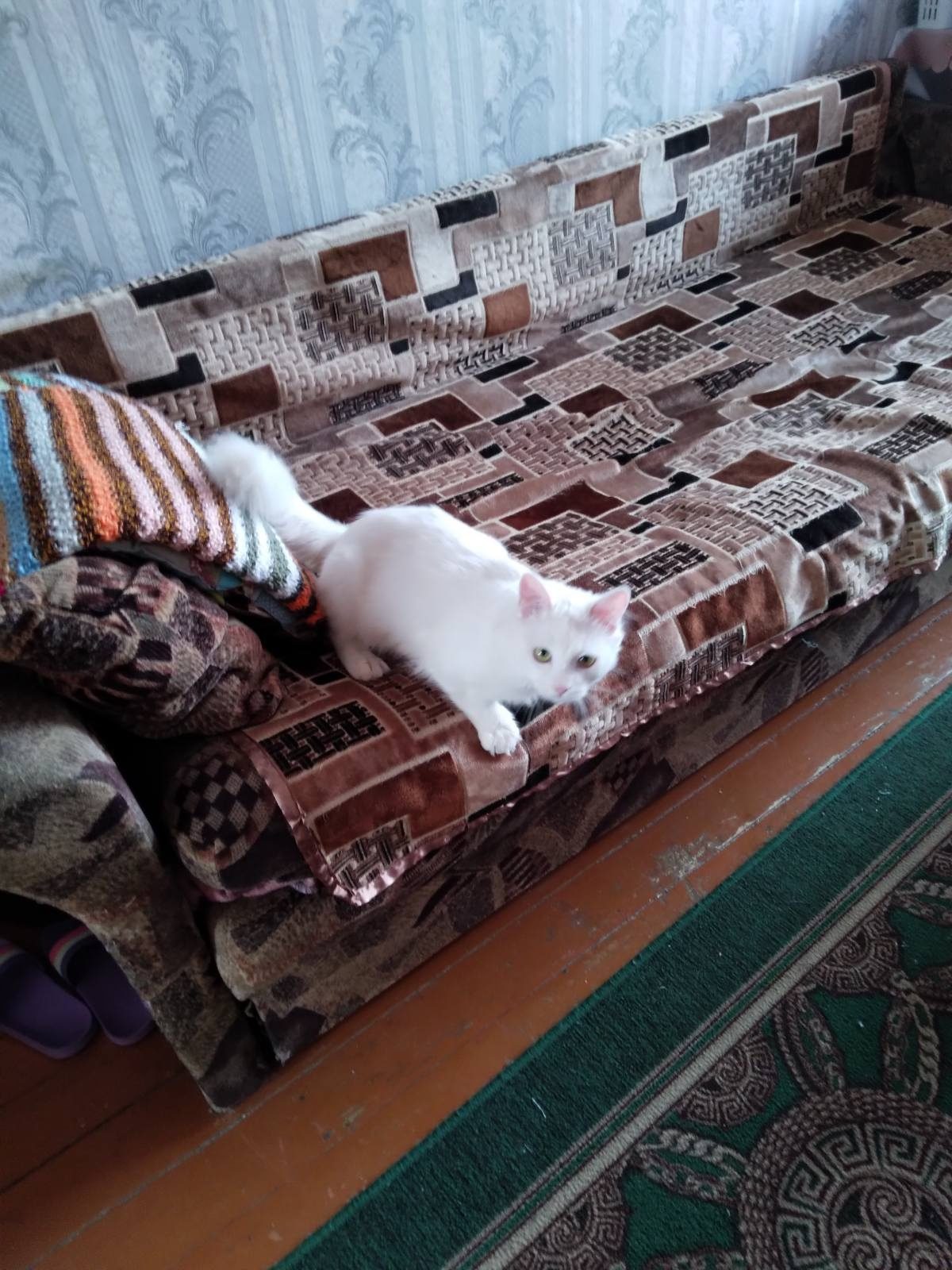 Lost Cat in Edinburgh, Scotland — listing photo