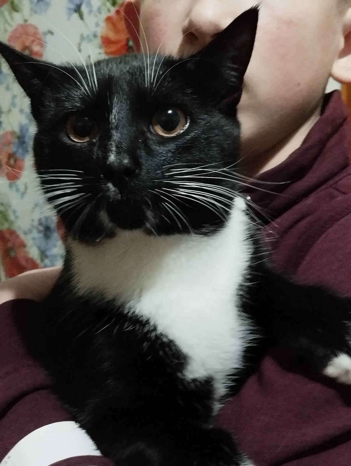 Lost Cat in Newcastle upon Tyne, England — listing photo