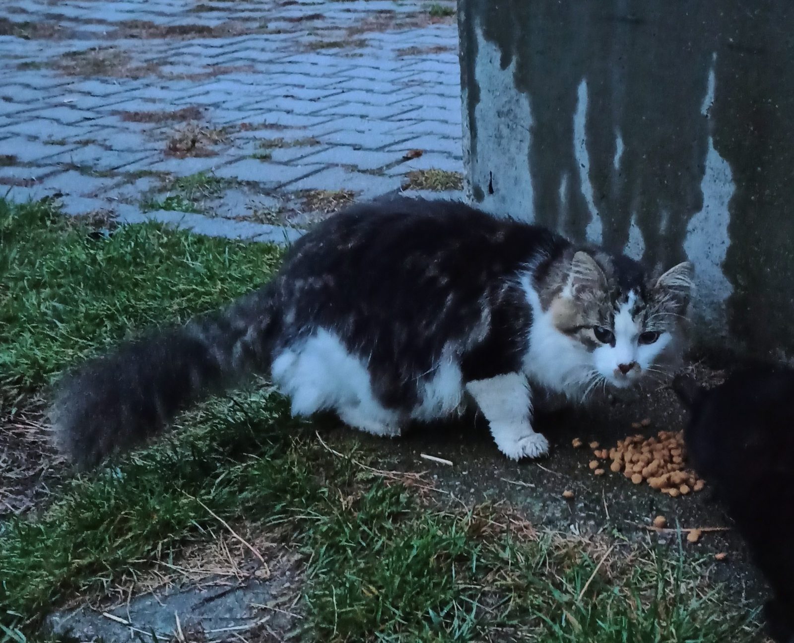 Lost Cat in Nottingham, England — listing photo