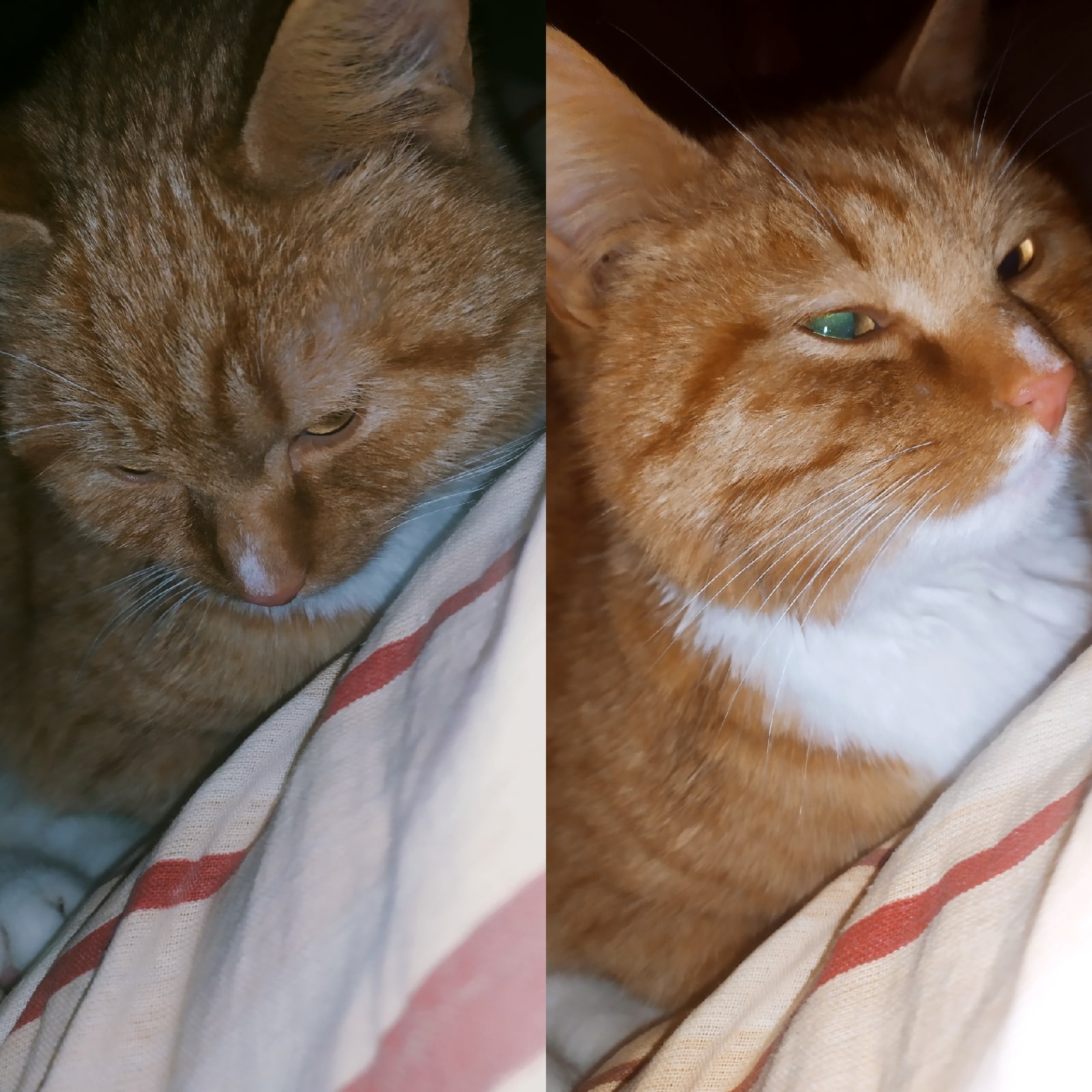 Lost Cat in Bradford, England — listing photo