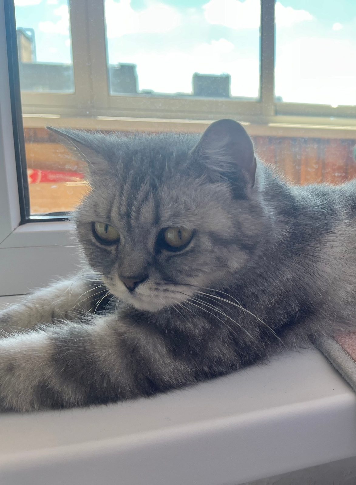 Found Cat in Glasgow, Scotland — listing photo