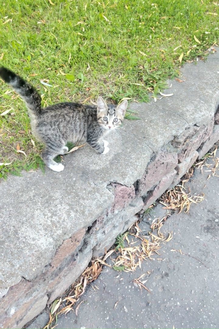 Lost Cat in Derby, England — Have you seen this cat?