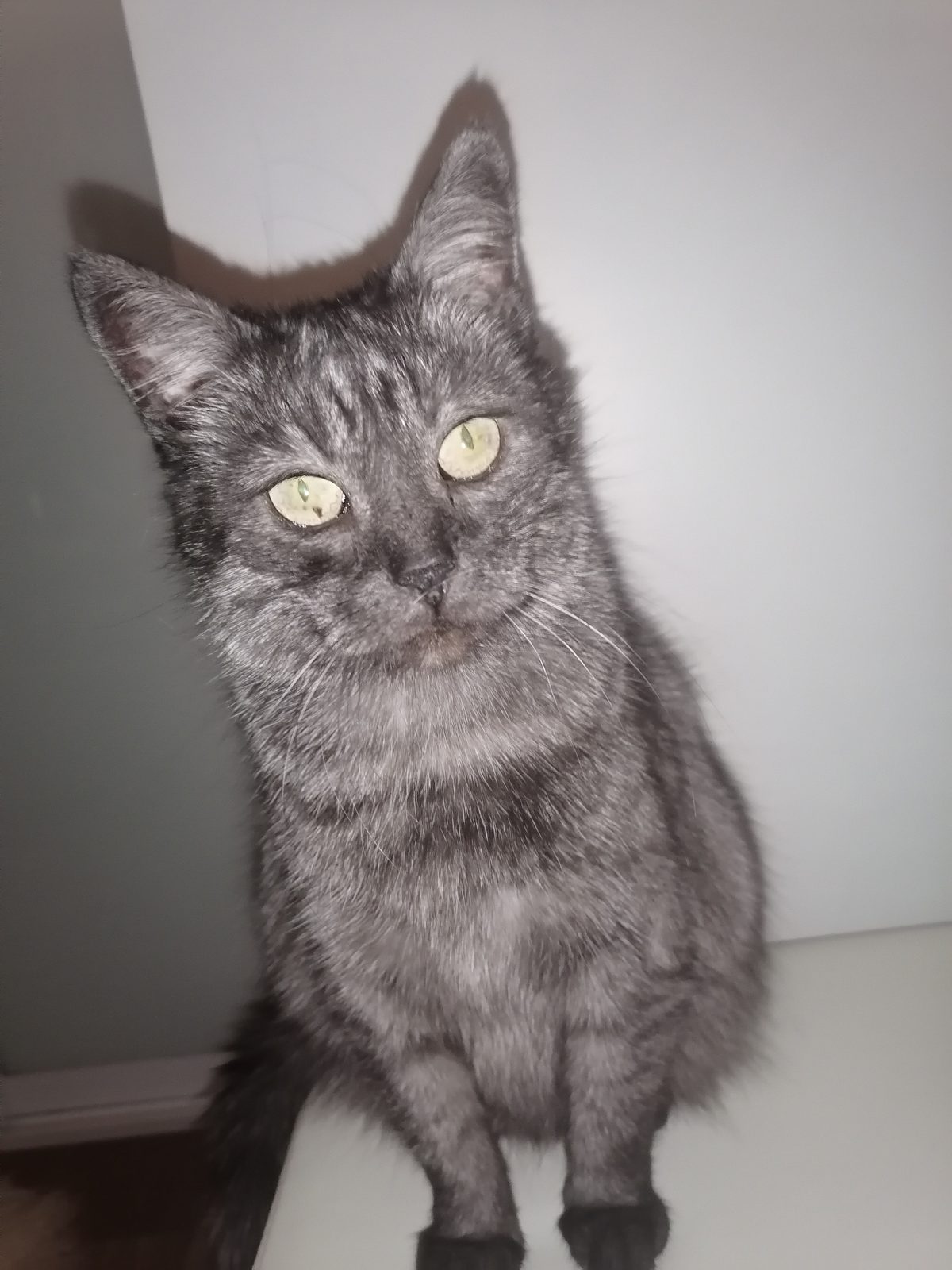 Lost Cat in Bristol, England — listing photo