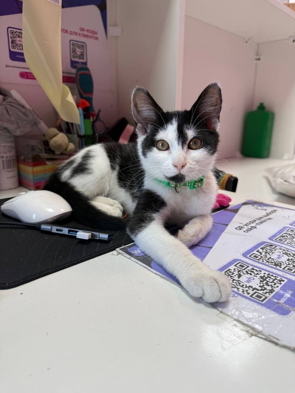 Lost Cat in Belfast, Northern Ireland — listing photo