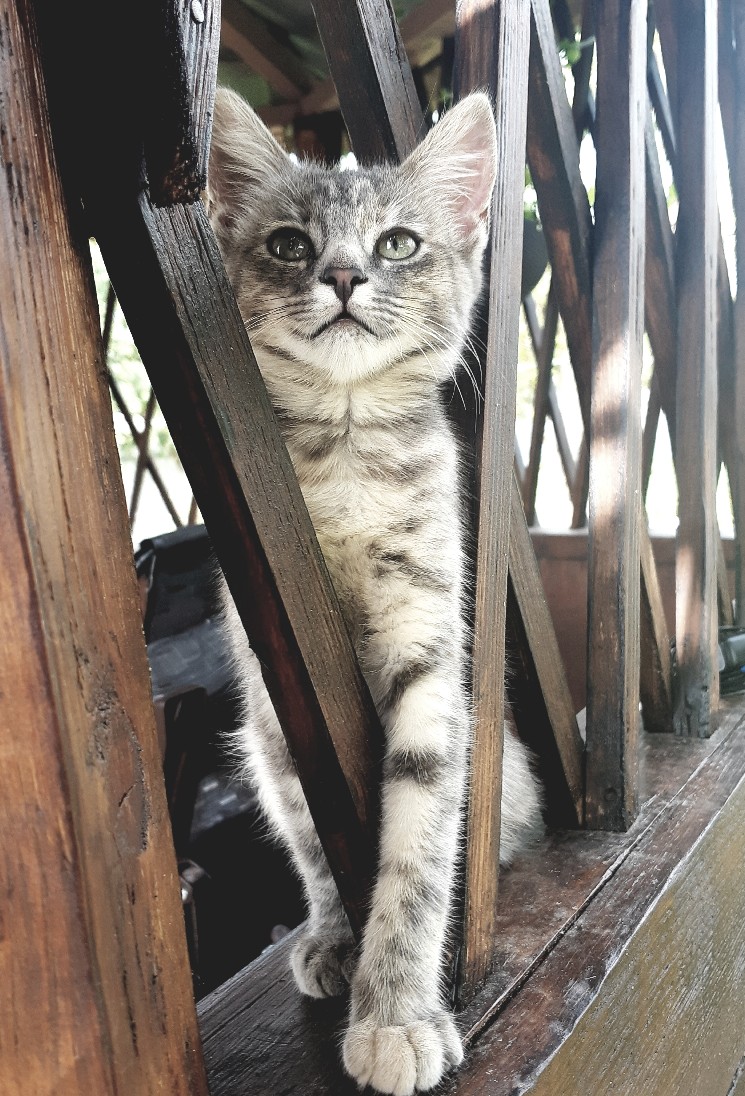 Found Cat in Bristol, England — Cat found safe