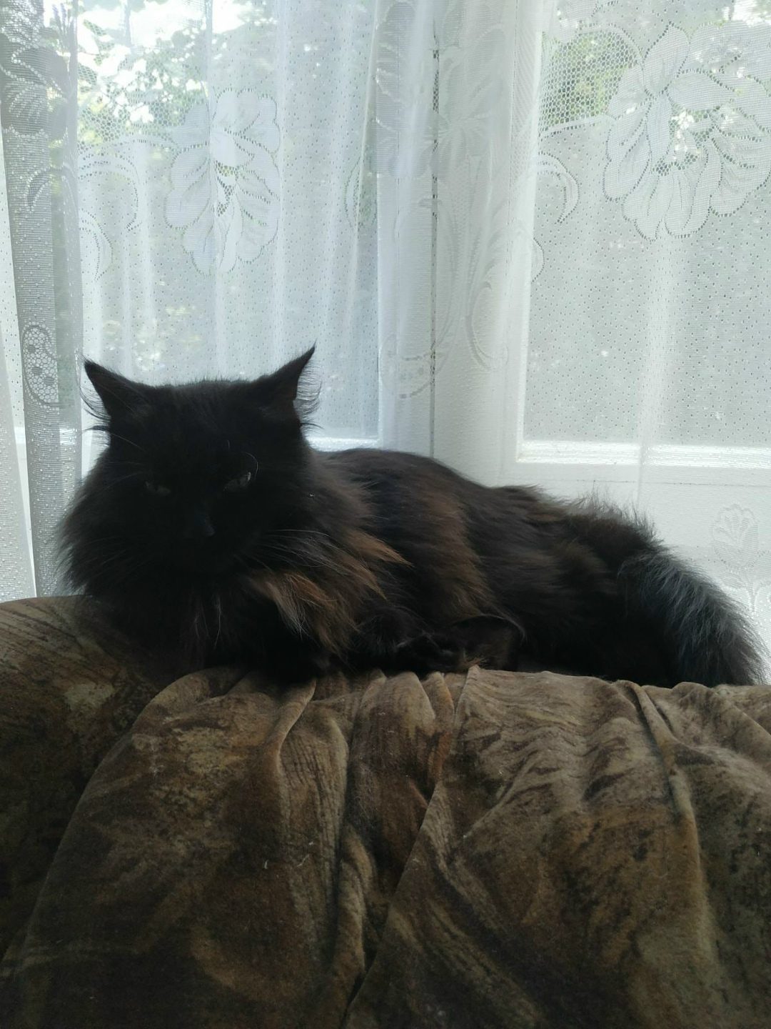Lost Cat in Leeds, England — listing photo