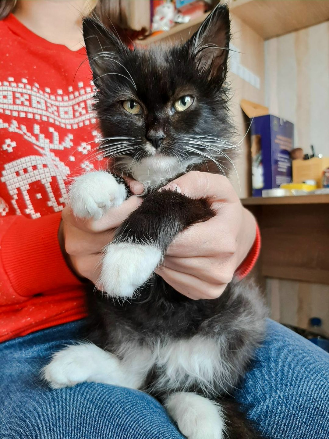 Found Cat in Oxford, England — listing photo