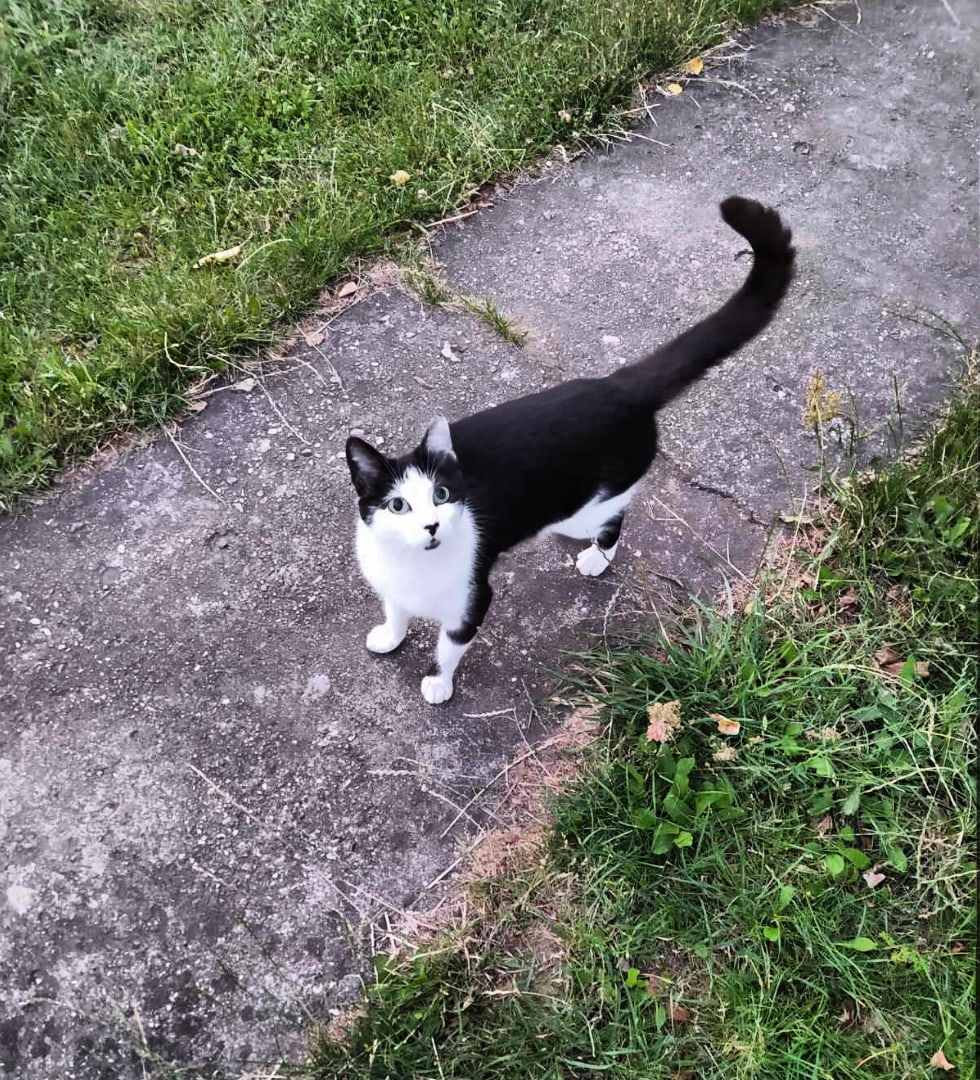Lost Cat in Sheffield, England — Have you seen this cat?