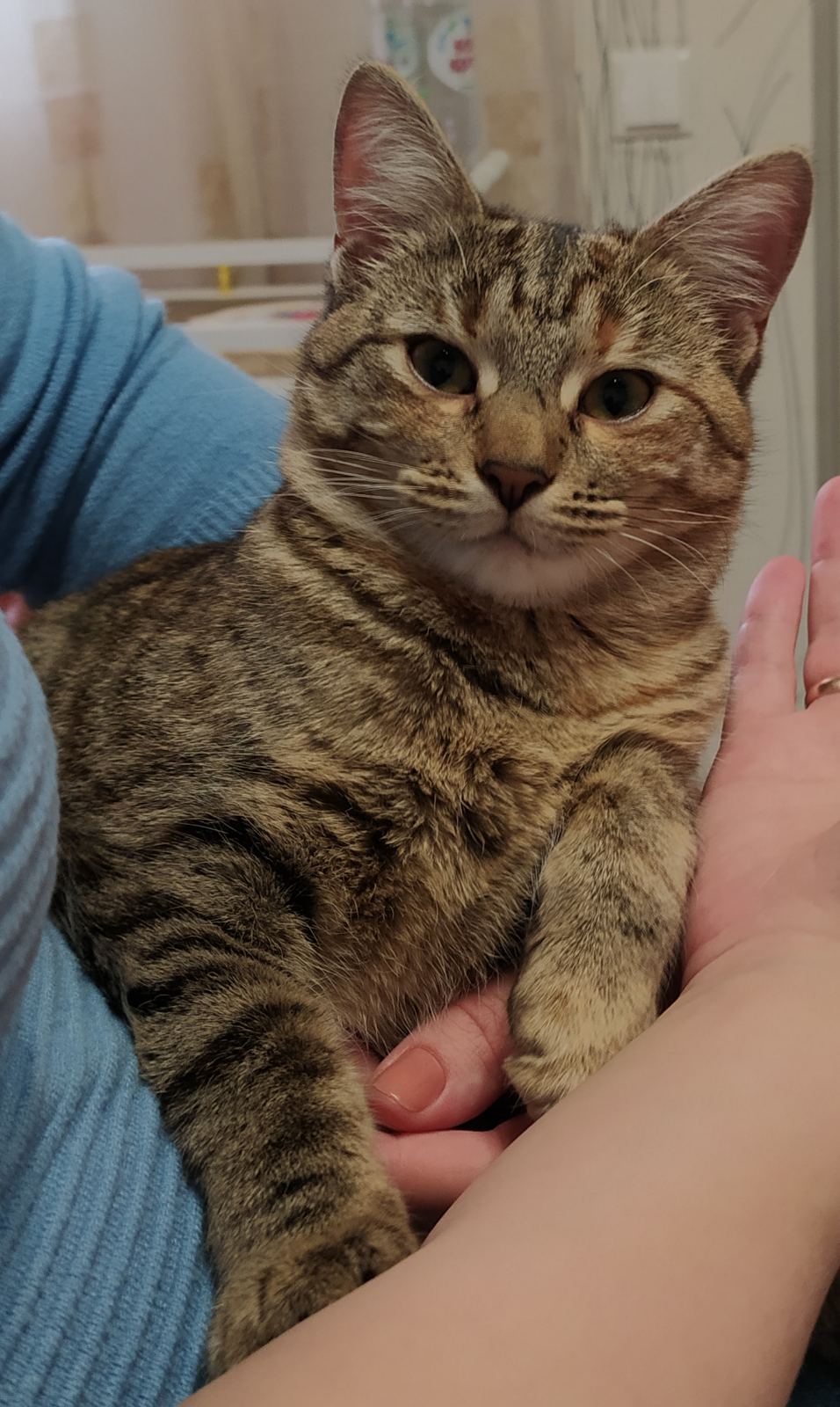 Found Cat in Cardiff, Wales — listing photo