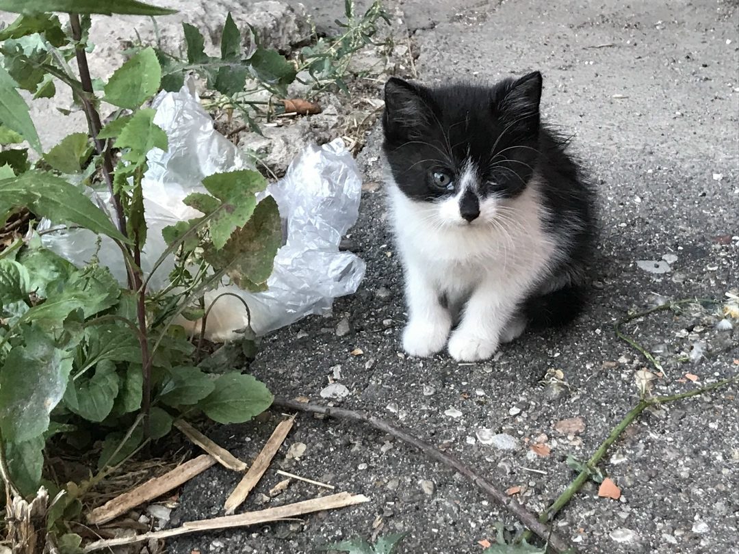 Found Cat in Derby, England — listing photo