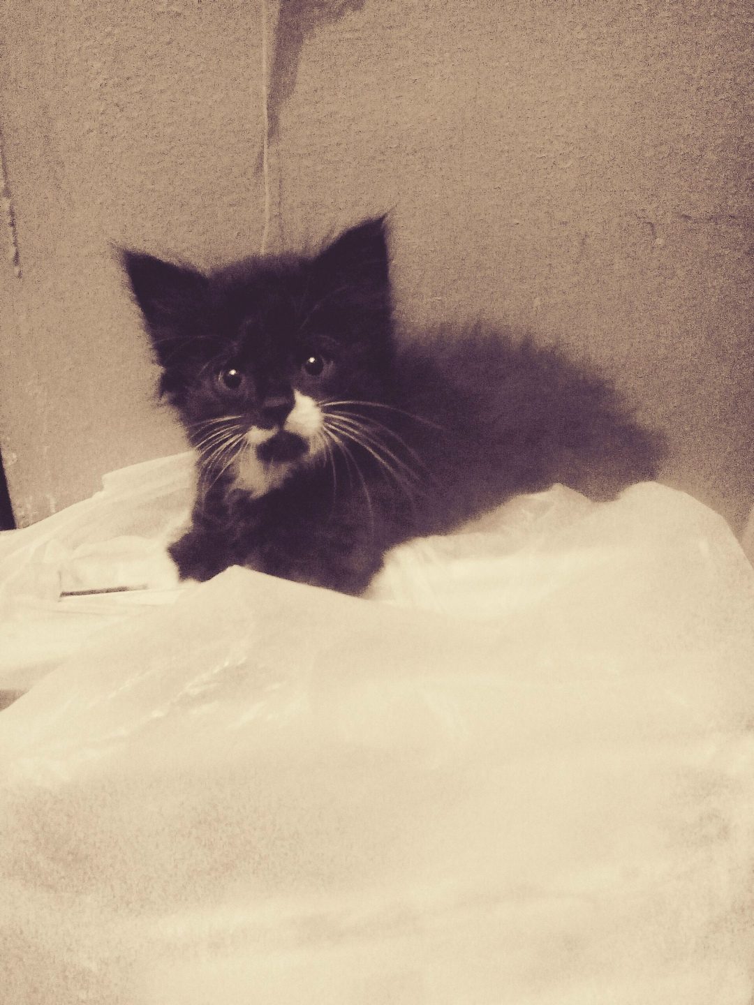 Found Cat in Stoke-on-Trent, England — Cat found safe
