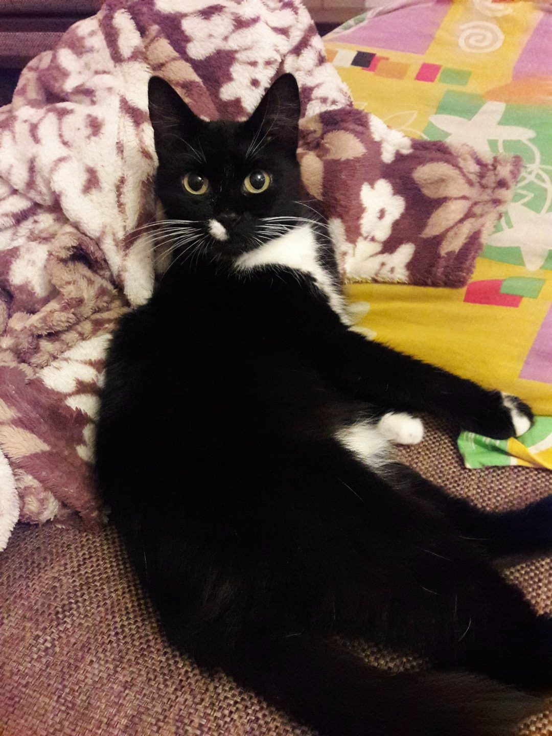 Lost Cat in Oxford, England — listing photo