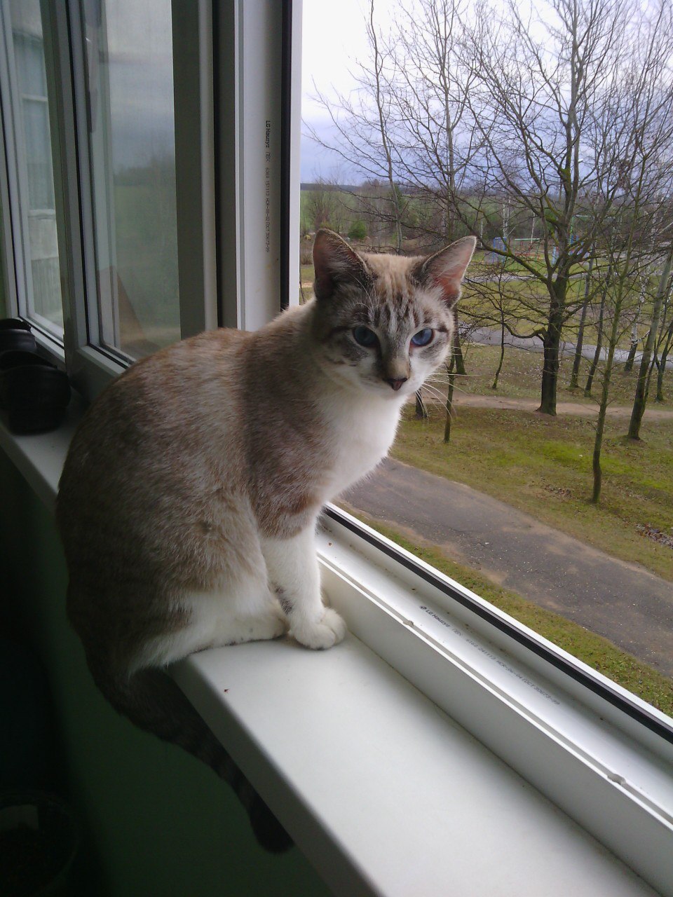 Lost Cat in Plymouth, England — listing photo