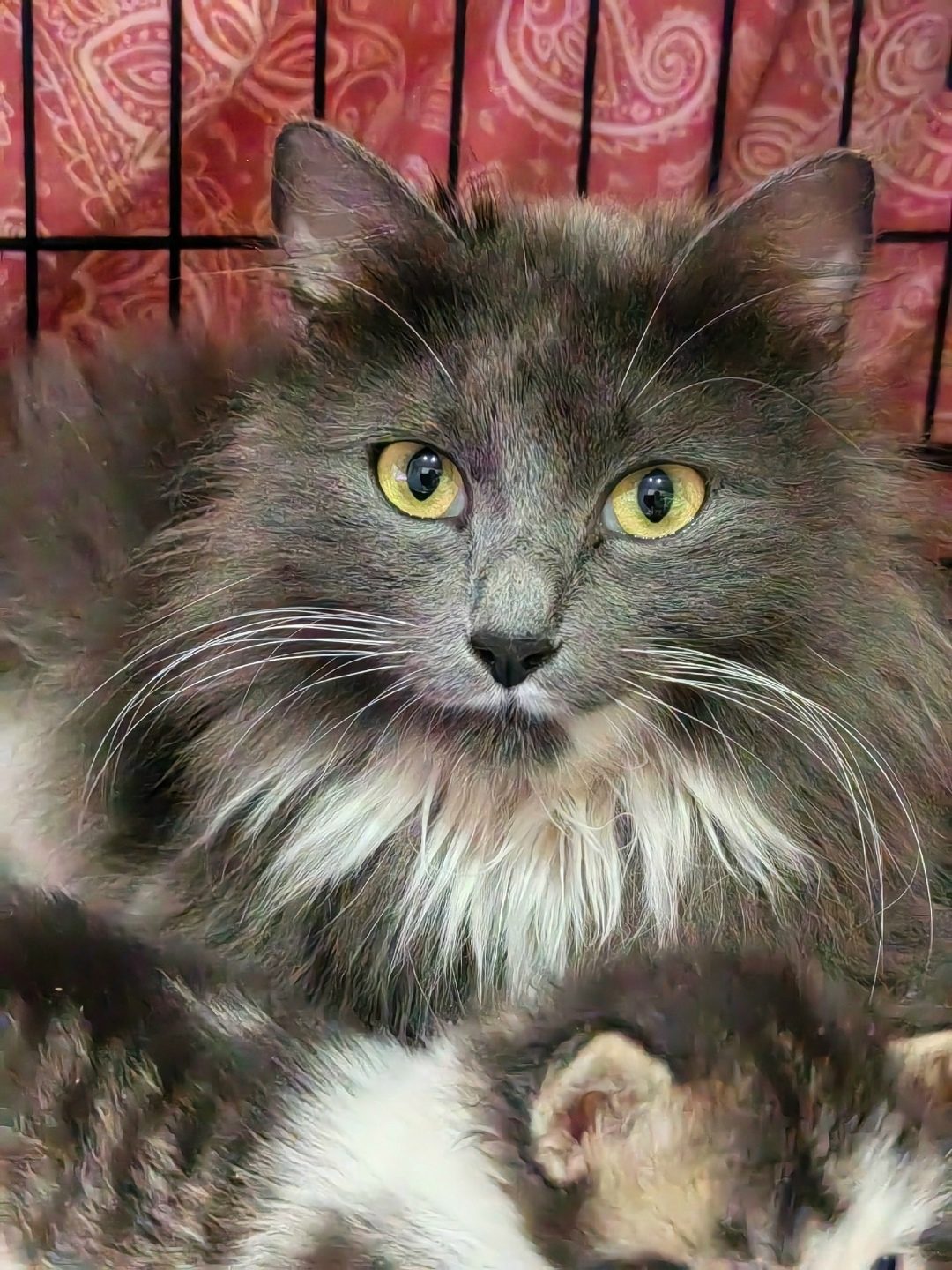 Found Cat in Newcastle upon Tyne, England — listing photo