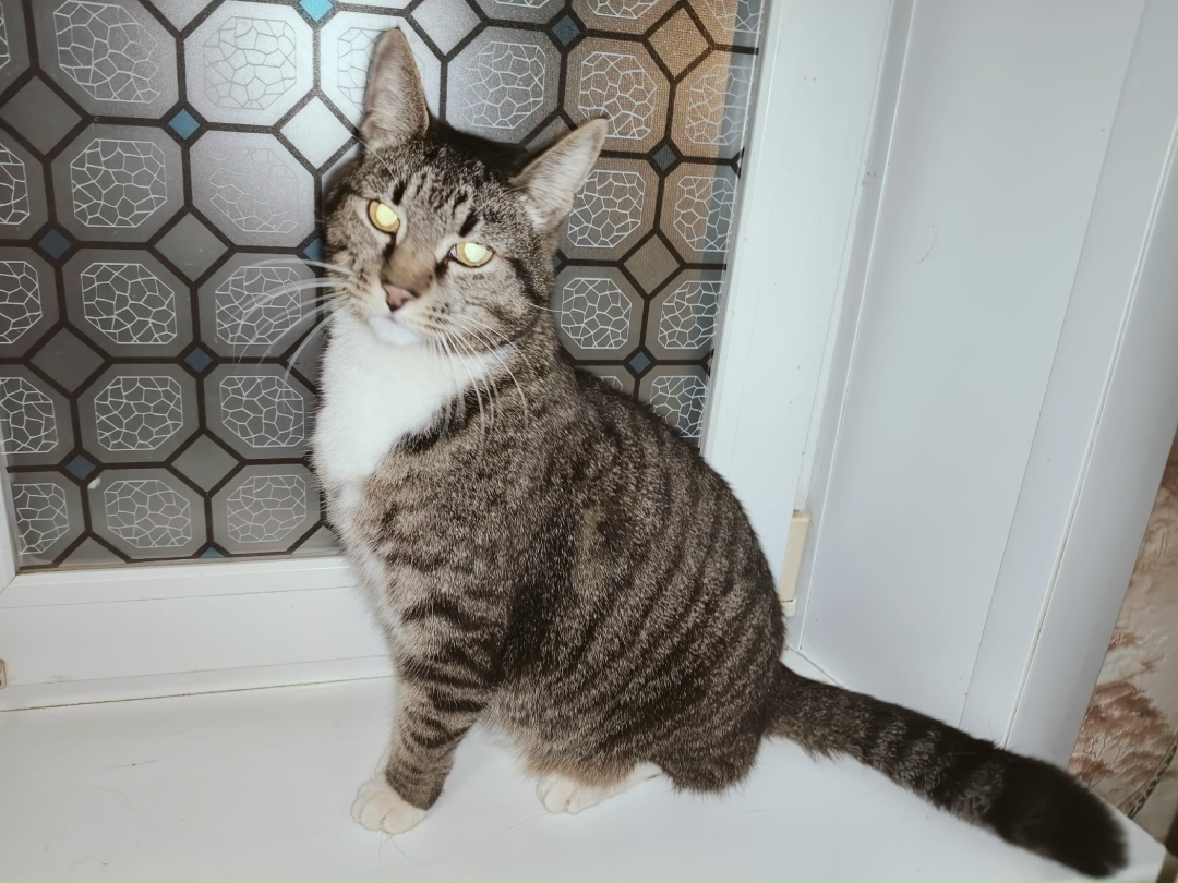 Found Cat in Southampton, England — listing photo