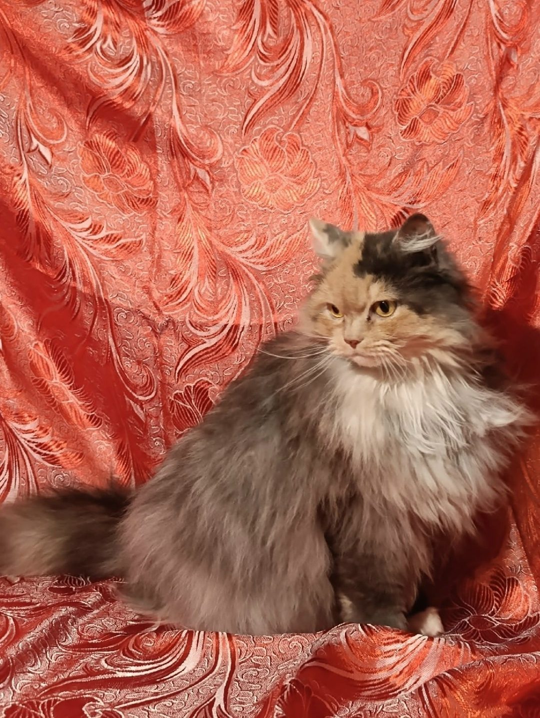 Found Cat in Coventry, England — listing photo