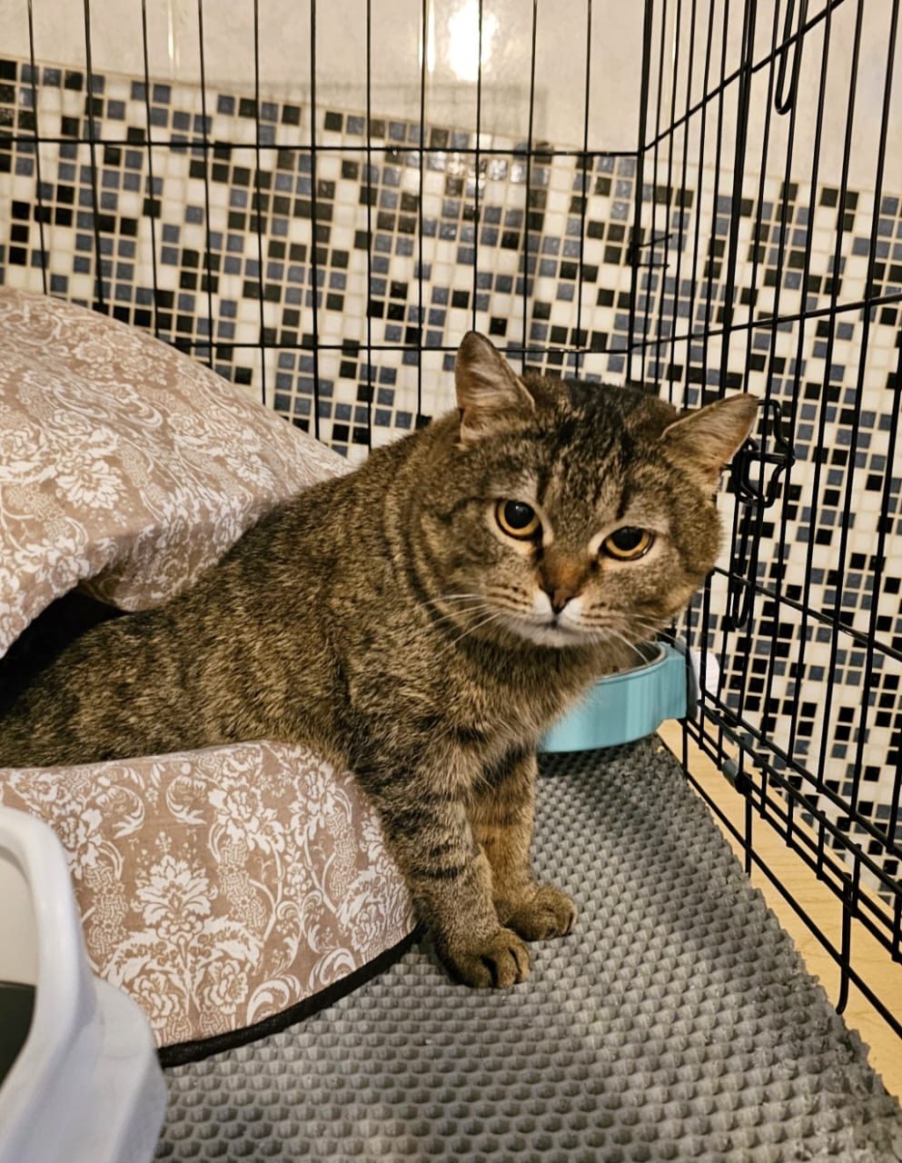 Found Cat in Aberdeen, Scotland — Cat found safe