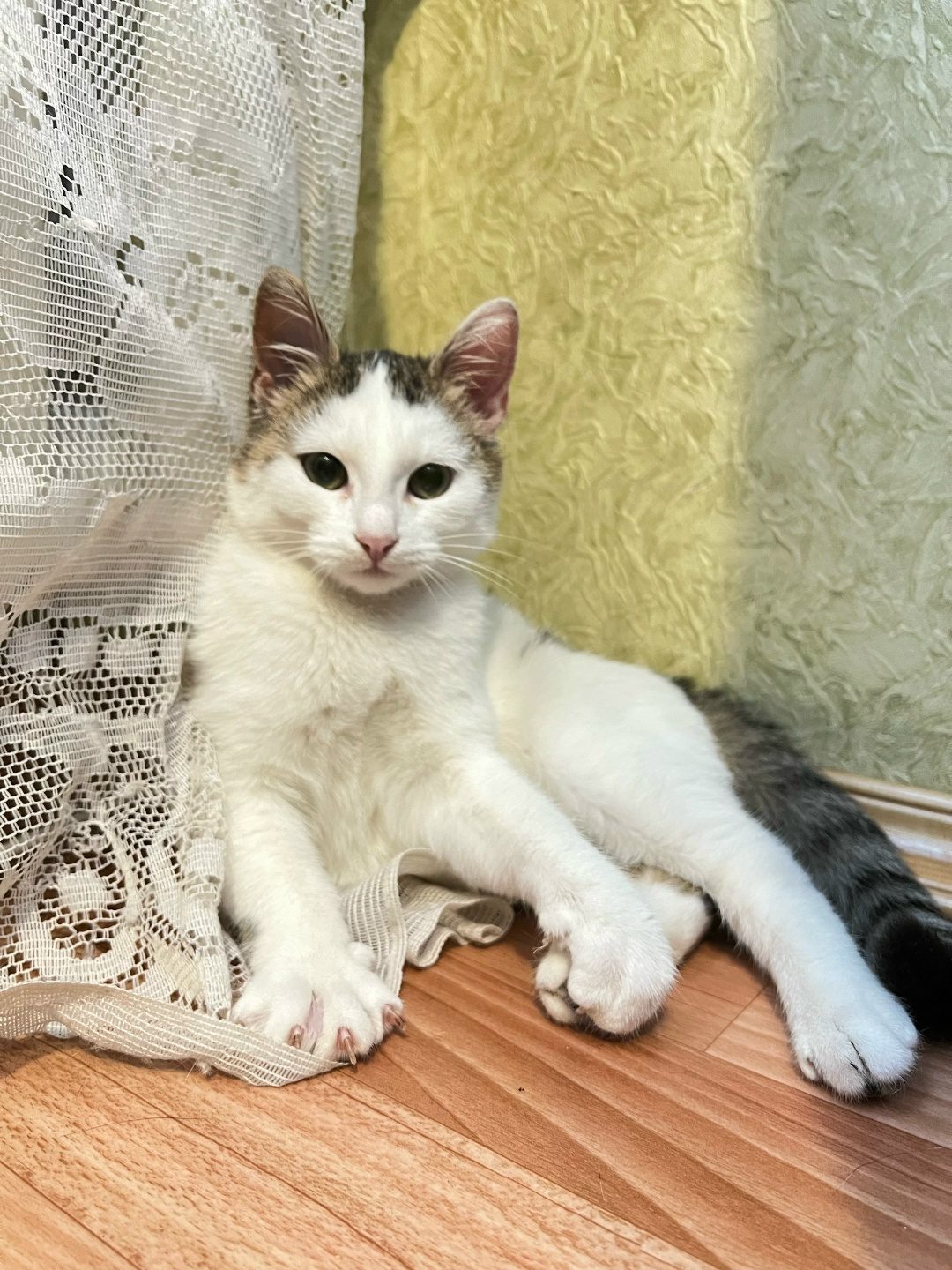 Found Cat in Manchester, England — listing photo