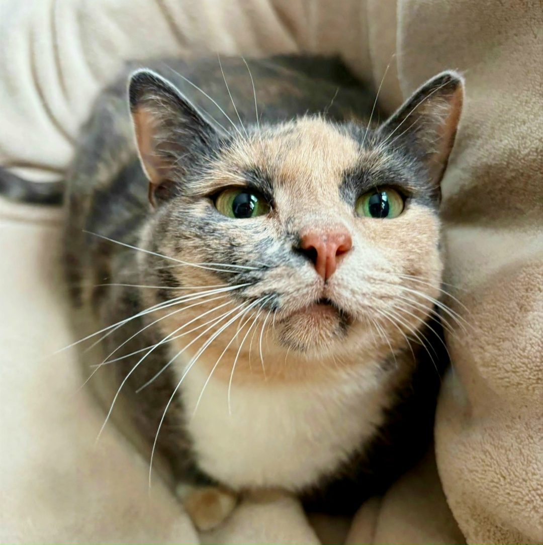 Found Cat in Aberdeen, Scotland — listing photo