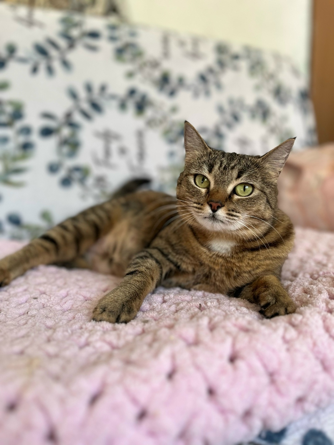Found Cat in London, England — listing photo