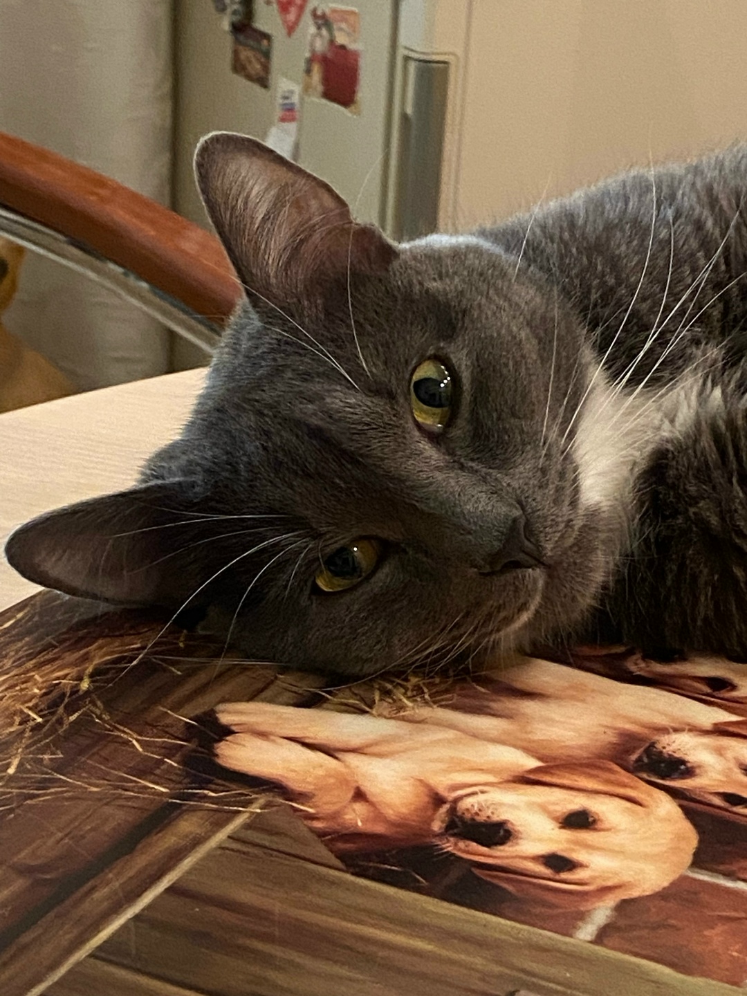 Found Cat in Edinburgh, Scotland — listing photo