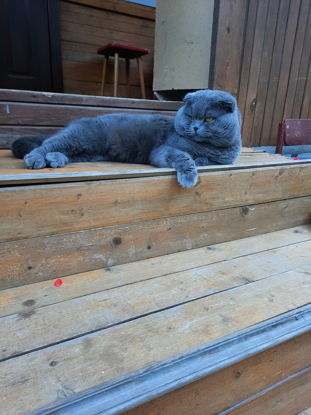 Found Cat in Brighton, England — listing photo