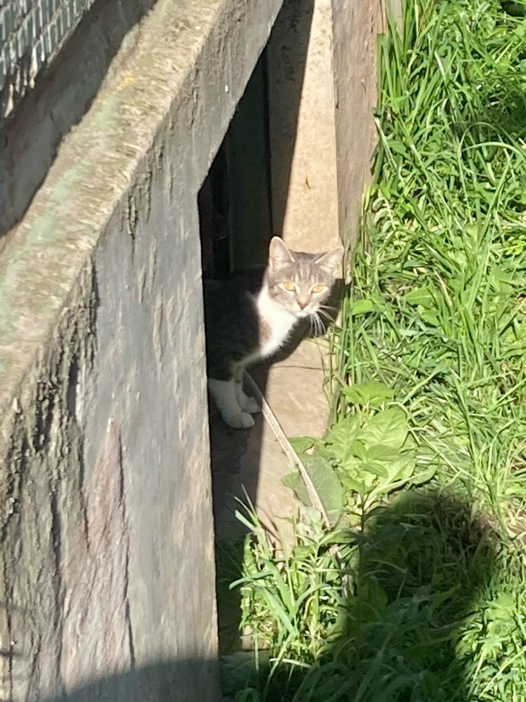 Found Cat in Bradford, England — listing photo