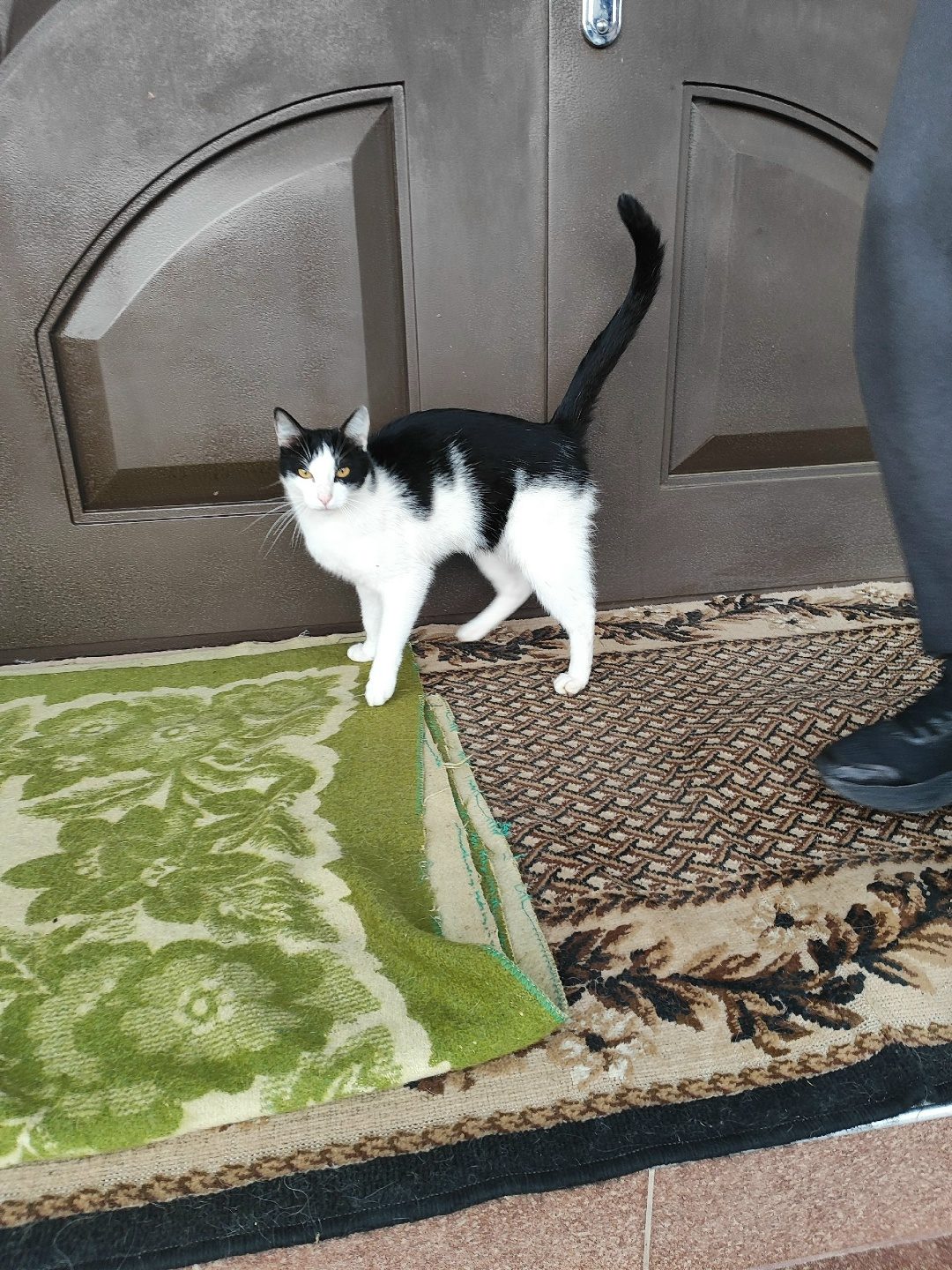 Found Cat in Birmingham, England — listing photo