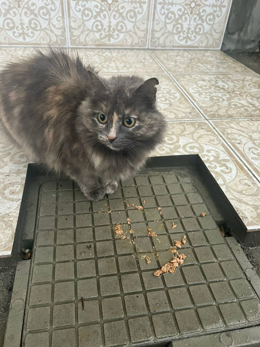 Found Cat in Birmingham, England — Cat found safe