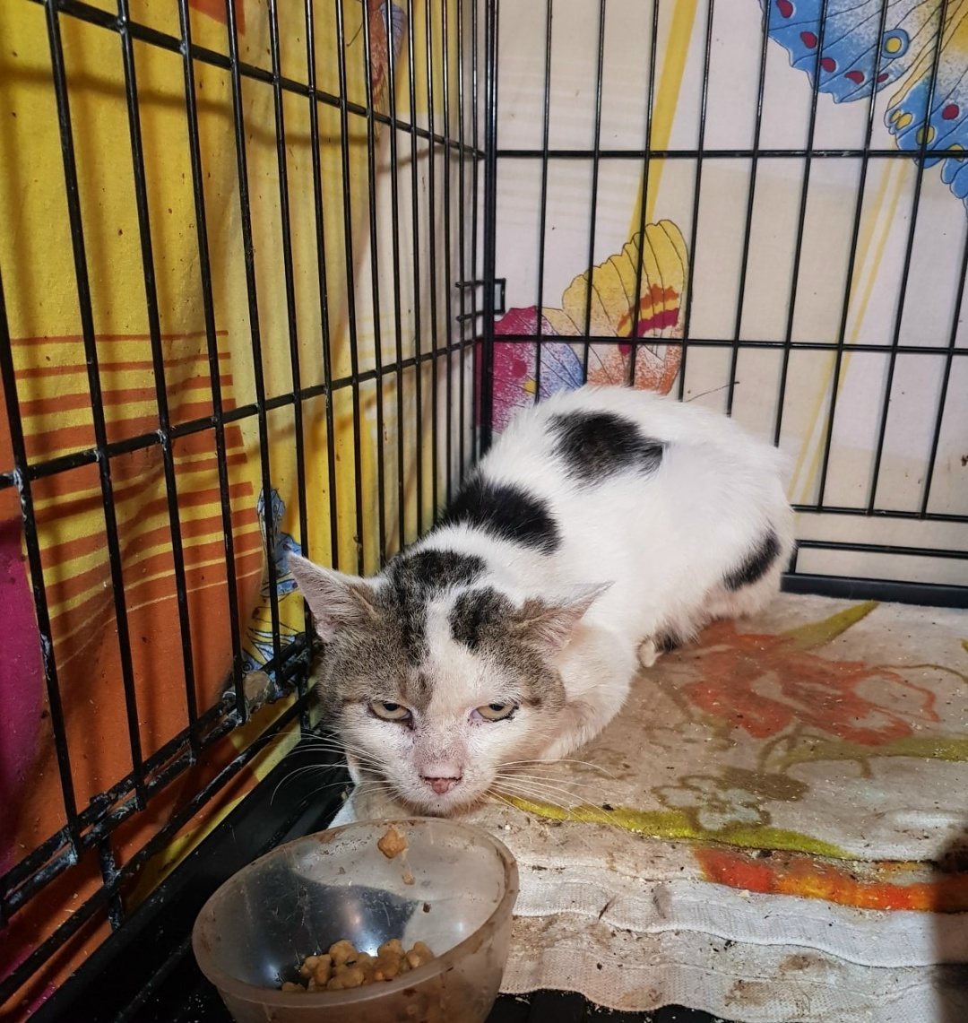 Found Cat in Nottingham, England — Cat found safe
