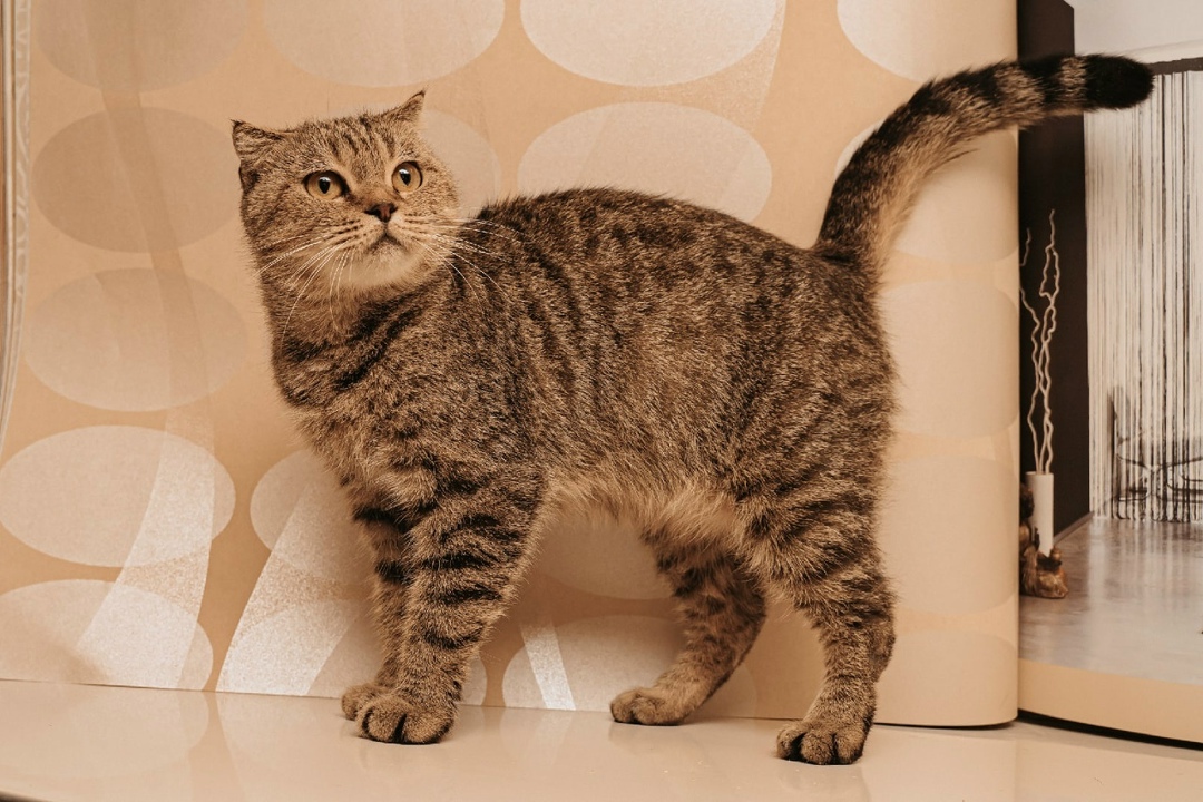 Found Cat in Edinburgh, Scotland — listing photo