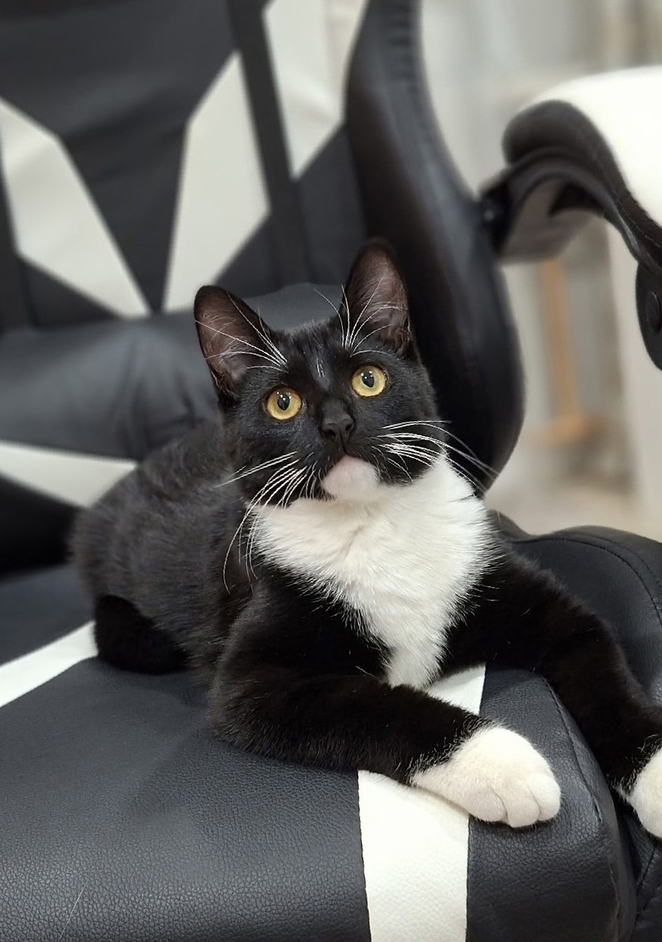 Lost Cat in Reading, England — listing photo