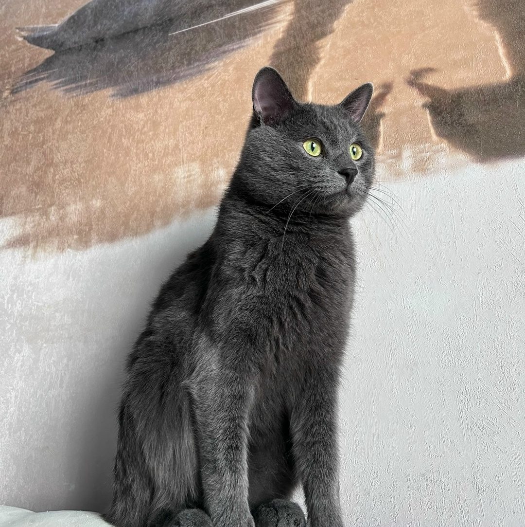Found Cat in Norwich, England — Cat found safe