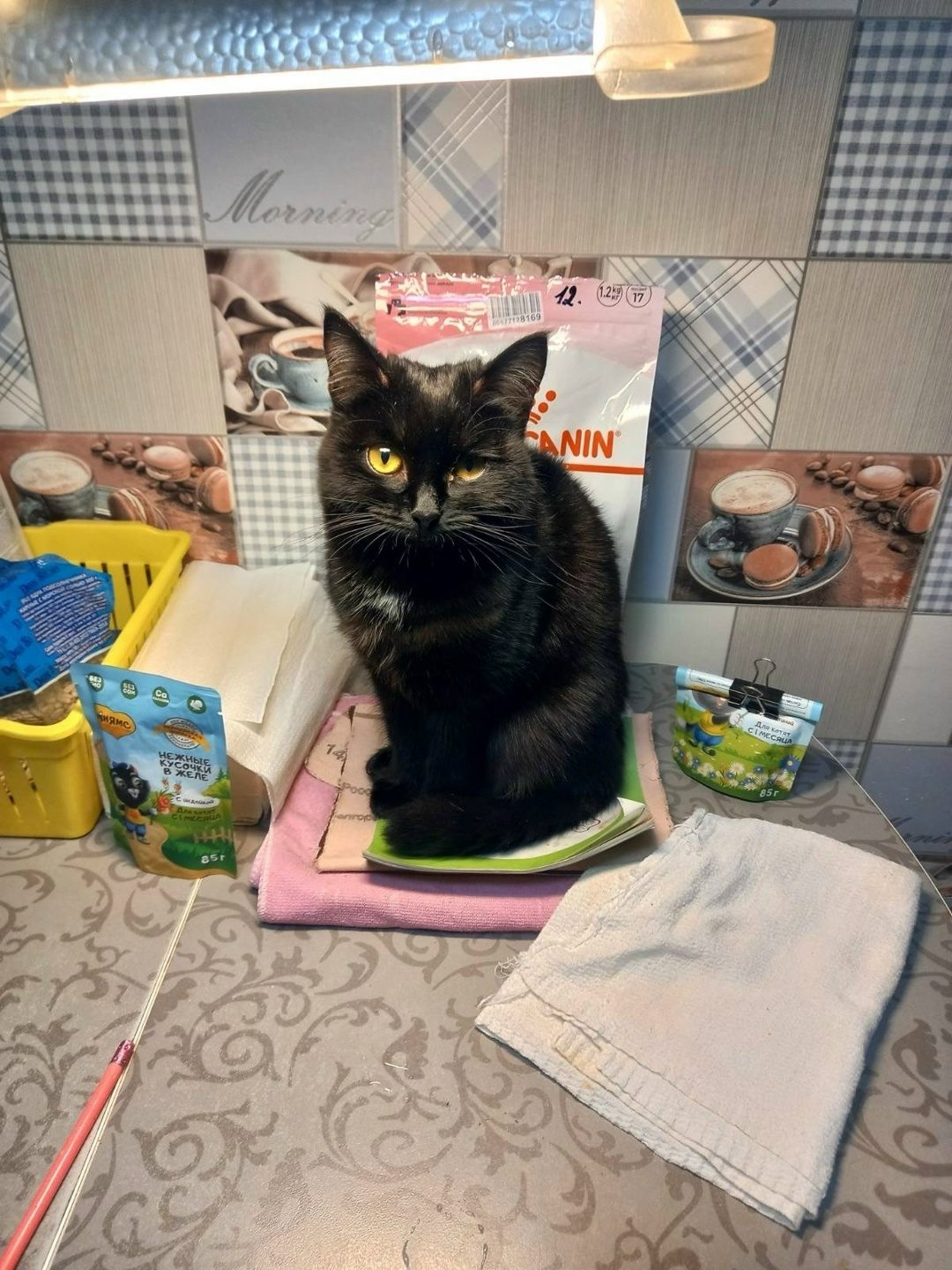 Lost Cat in Oxford, England — listing photo