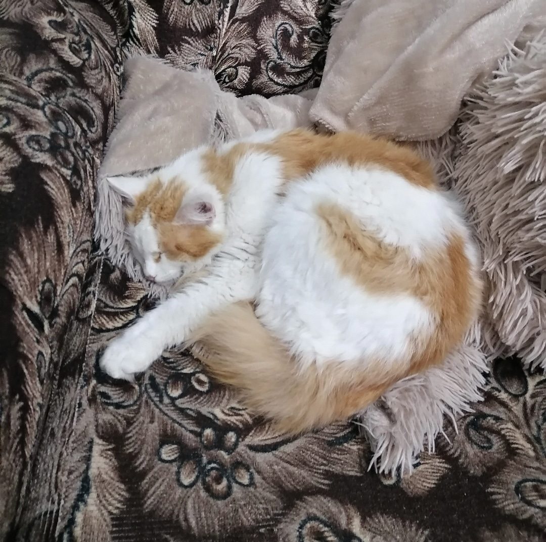 Found Cat in Southampton, England — listing photo