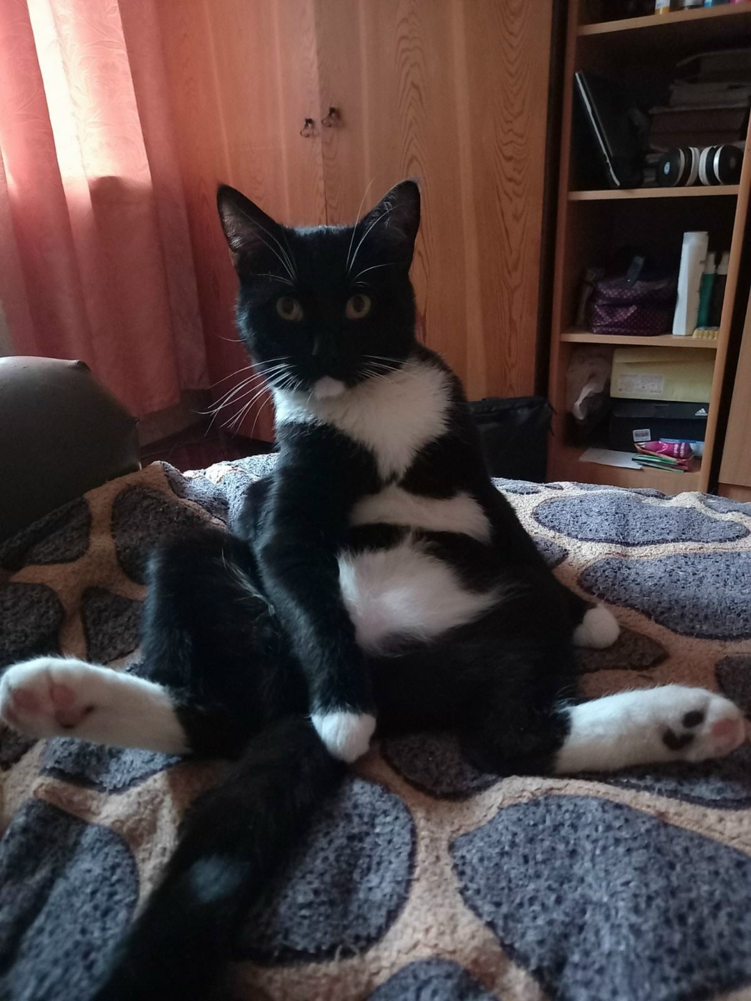 Found Cat in Southampton, England — listing photo