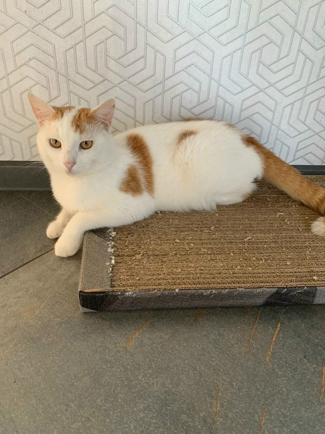 Found Cat in London, England — listing photo