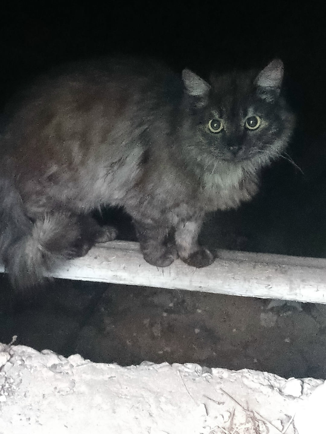 Found Cat in Southampton, England — listing photo